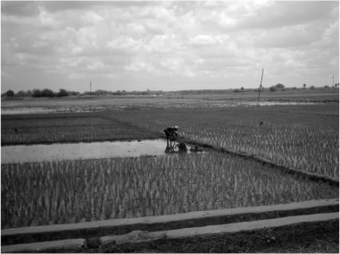 Rice Field