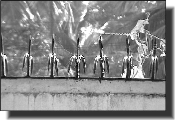 Security spikes cemented on the top of a wall